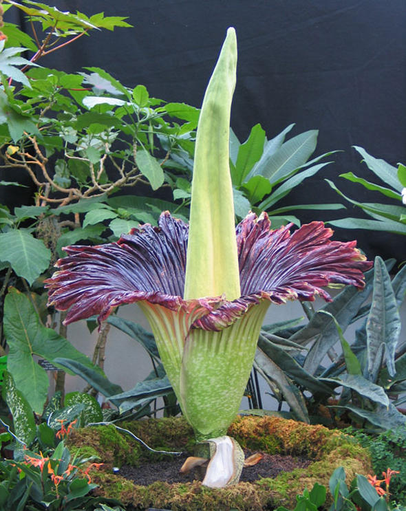 Die größte Blume der Welt: Amorphophallus titanum, der Titanenwurz