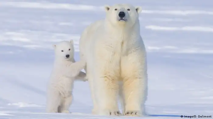 Polar bears in the snow (Imago/D. Delimont)