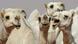 Camels are seen during a beauty contest as part of the annual King Abdulaziz Camel Festival in Rumah Camels are seen during a beauty contest as part of the annual King Abdulaziz Camel Festival in Rumah