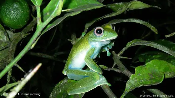 Internationales Forscherteam entdeckt mehr als 130 neue Froscharten auf Madagaskar