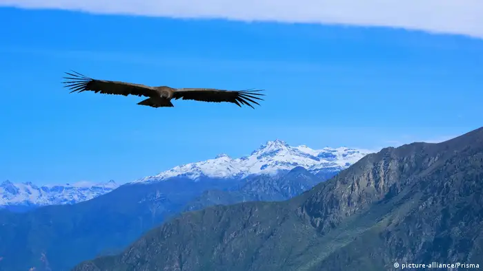 Andenkondor (picture-alliance/Prisma)