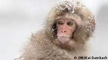 日本揽胜：雪猴泡温泉