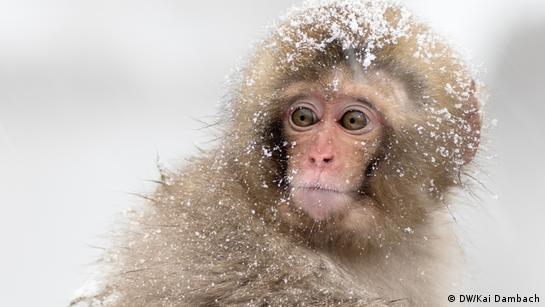 Snow monkeys - another natural Japanese beauty – DW – 01/25/2018