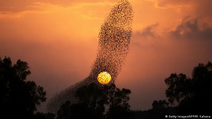 Israel Vogelschwarm von Staren beim Sonnenuntergang (Getty Images/AFP/M. Kahana)