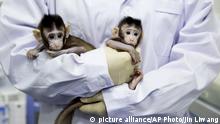 China gene-edits, then clones monkeys to aid sleep disorder research