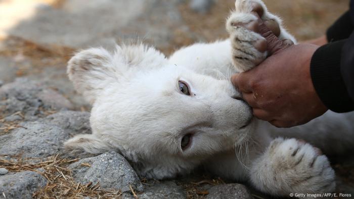 Nace el primer león blanco en cautiverio en México | México en DW | DW |  