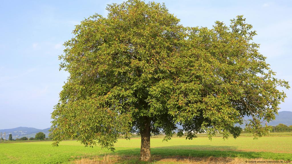 walnuts tree