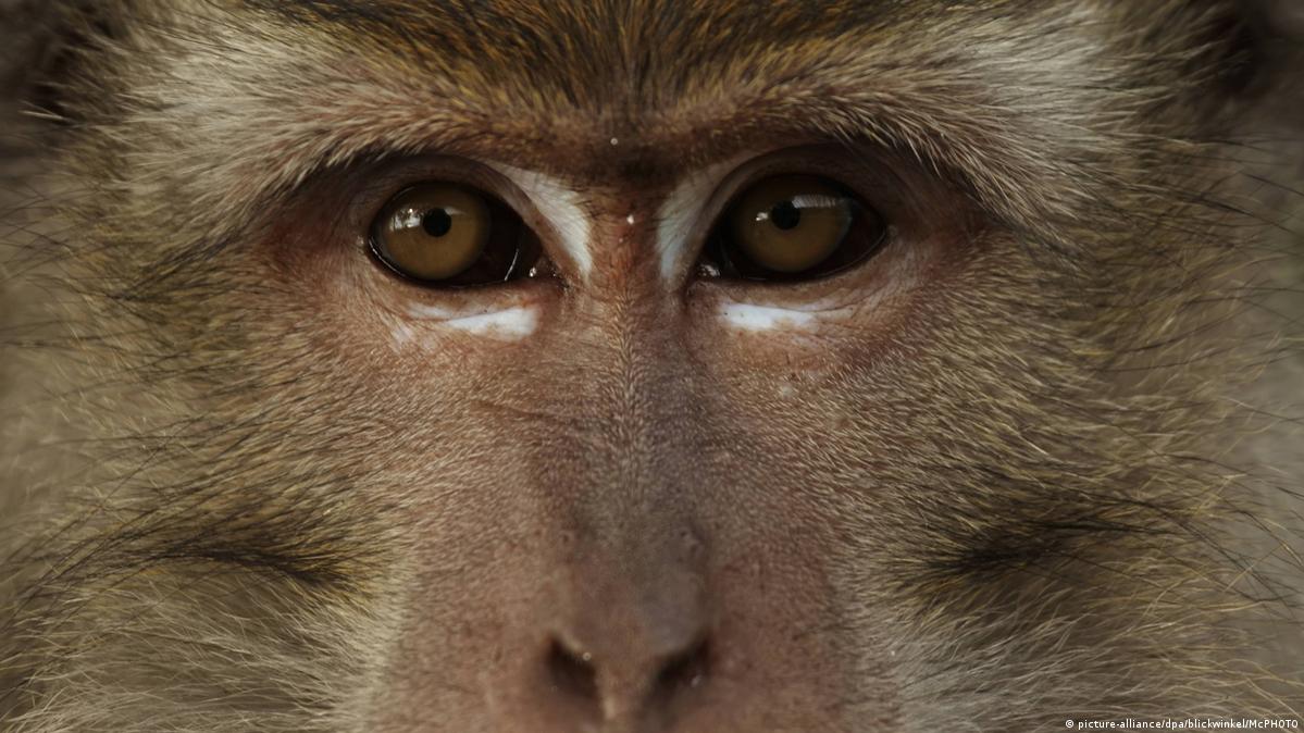 A Human-Monkey Embryo Has Been Created by Scientists, Nature and Wildlife