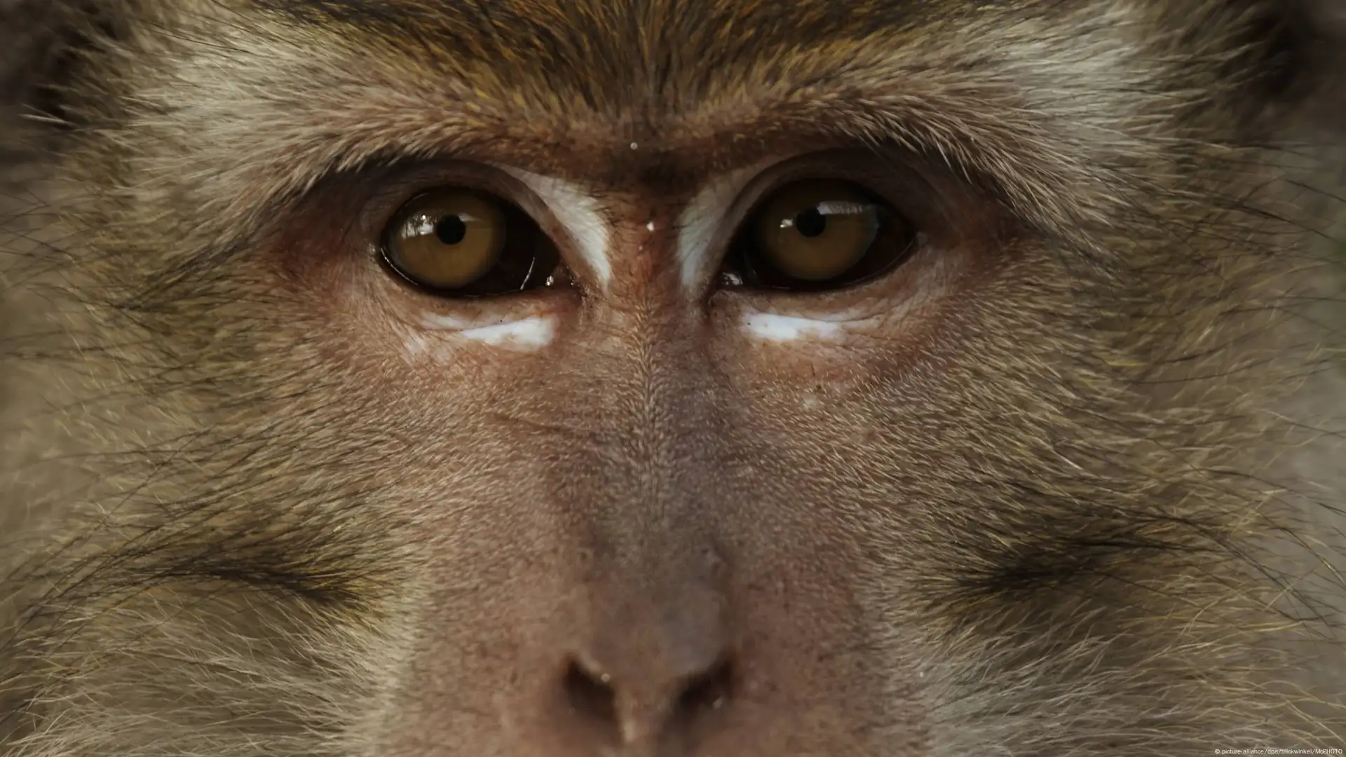 Cientistas criam macaco com olhos verdes fluorescentes e dedos