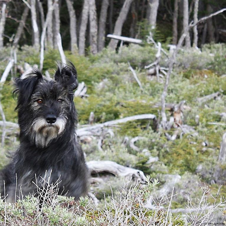 que hacer cuando pierdes a tu perro en el bosque