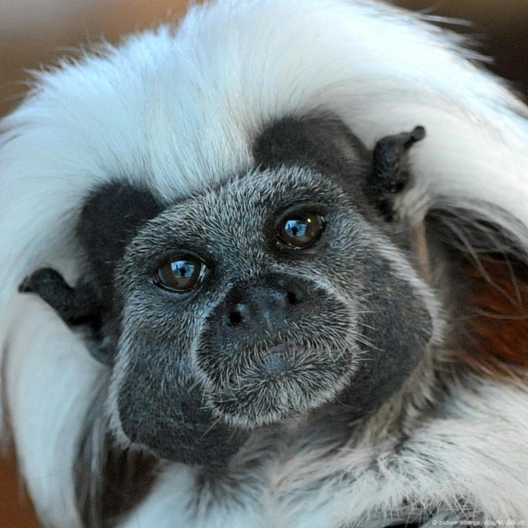 Foto de Macaco Sagui Cabeçadealgodão Saguinus Oedipus e mais fotos