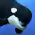 Killerwal, Orcinus Orca, Erwachsener mit offenem Mund
