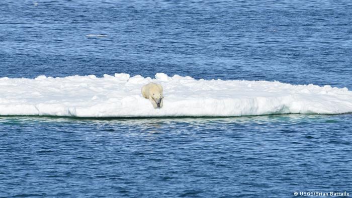 Climate Change Making Polar Bears Go Hungry Study Shows Science In Depth Reporting On Science And Technology Dw 01 02 18