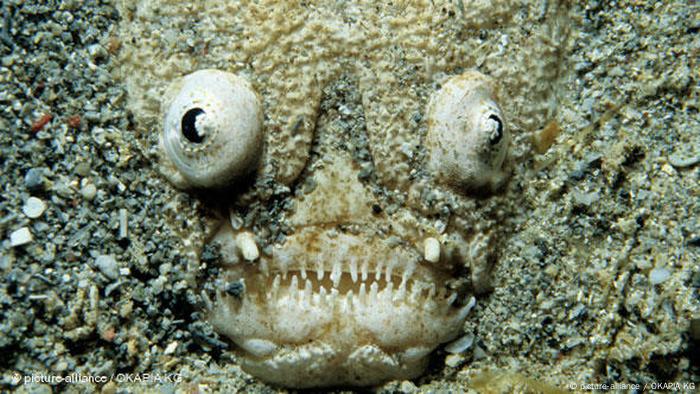A stargazer fish