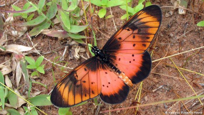 Schmetterlingsfarm (Kipepeo Butterfly House)
