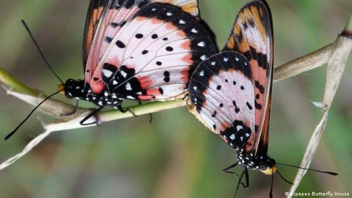 Kenya: Harnessing butterflies to save the forest | Africa | DW | 03.02.2018
