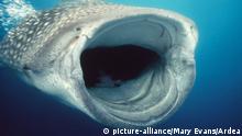 El pez más grande del mundo usa a los remolinos como comedor natural, sugiere estudio