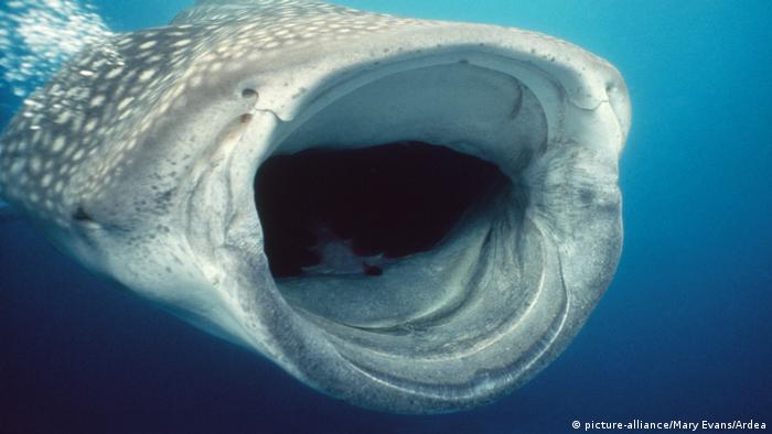 Whale shark with mouth open, feeding