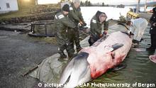 Ісландія: кити - туристична принада чи делікатес? (відео)