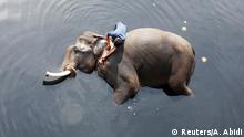 A mahout bathes his elephant in the polluted water of river Yamuna in New Delhi, India February 6, 2018. REUTERS/Adnan Abidi TPX IMAGES OF THE DAY