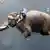 Indien Gewässerverschmutzung Mann wäscht Elefant