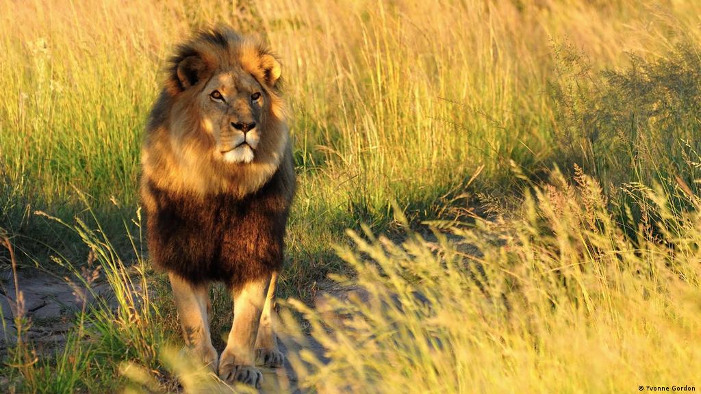 Salvando al rey de la selva? Cría de leones en Zimbabue | Ciencia y  Ecología | DW 