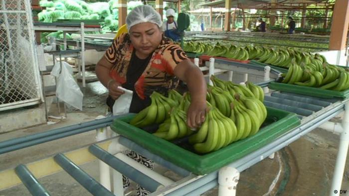 Ecuadorian bananas being prepared for export