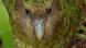 Sirocco, the kakapo Sirocco, the kakapo