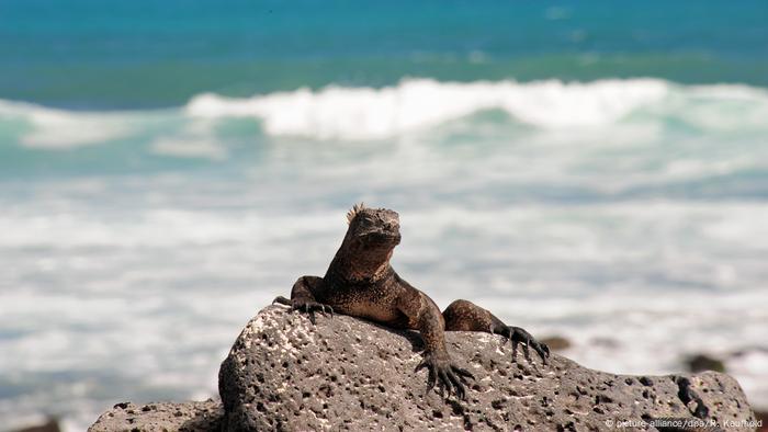 A lizard relaxing on a rock 