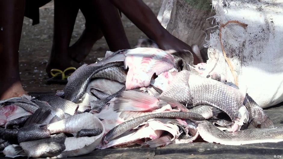 Leather made from fish skin in Kenya DW 02/08/2018