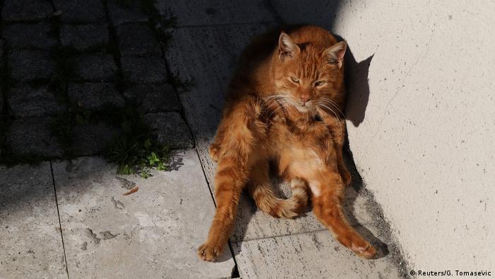 Türkei Katzen in Istanbul