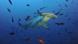 Tiburones martillo en aguas de las Islas Galápago, una especie amenazada por la pesca industrial de China frente a costas de América del Sur. Tiburones martillo en aguas de las Islas Galápago, una especie amenazada por la pesca industrial de China frente a costas de América del Sur.