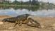 Marbled crayfish Marbled crayfish