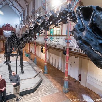 J419 Diplodocus - Quay Imports Ltd