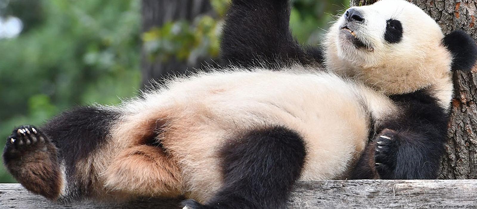 China plans huge national park for pandas – DW – 03/08/2018