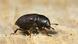 Ambrosia beetle Ambrosia beetle