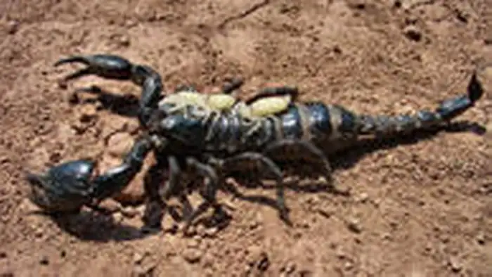 15.05.2008 DW-TV Projekt zukunft manfred schütze thailand skorpion