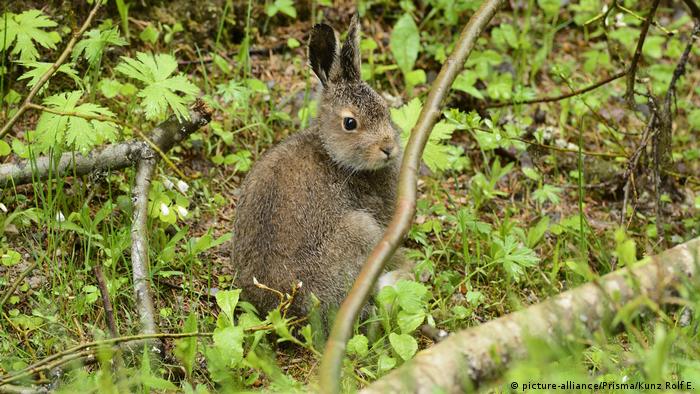 Schneehase (picture-alliance/Prisma/Kunz Rolf E.)