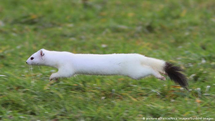 Wiesel (picture-alliance/Arco Images/Sunbird Images)