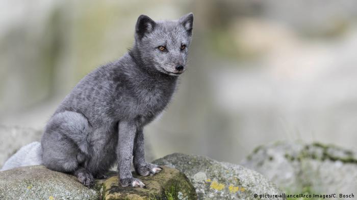 Polarfuchs (picture-alliance/Arco Images/C. Bosch)
