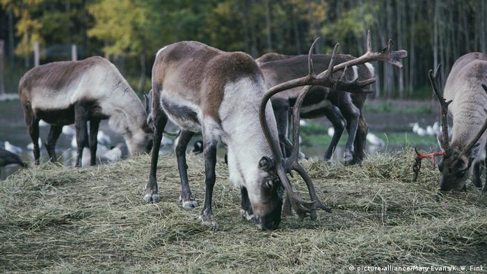 Peary's CARIBOU (picture-alliance/Mary Evans/K. W. Fink)