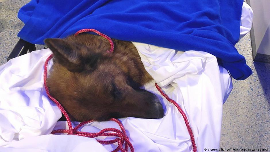 german shepherd market price