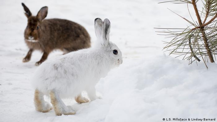 A brown and white snowshoe hare in winter (L.S. Mills/Jaco & Lindsey Barnard)