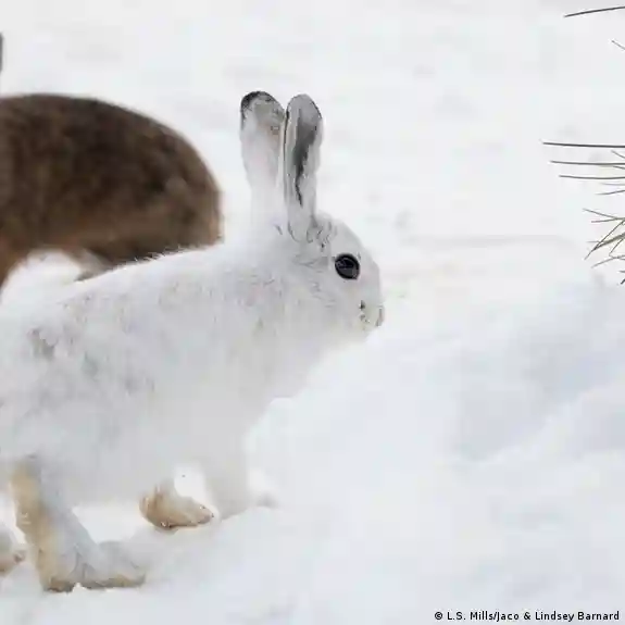 With Less Snow, Can Coat-Changing Animals Adapt Quick Enough To