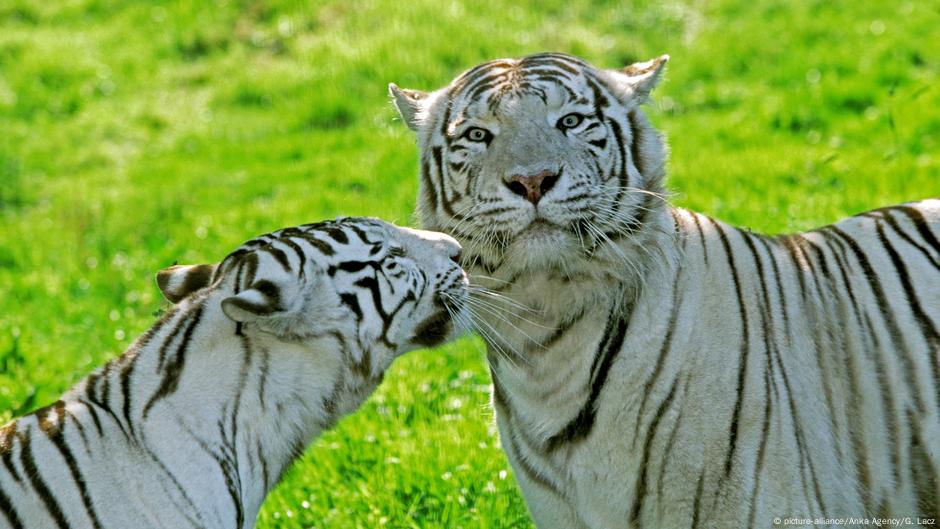 Tigers Prowl Texas Backyards Environment All Topics From Climate Change To Conservation Dw 28 06 18