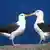 Two albatrosses kissing