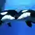 Global Ideas küssende Tiere Schwertwale