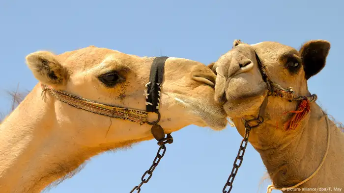 Global Ideas küssende Tiere Kamele (picture-alliance/dpa/F. May)
