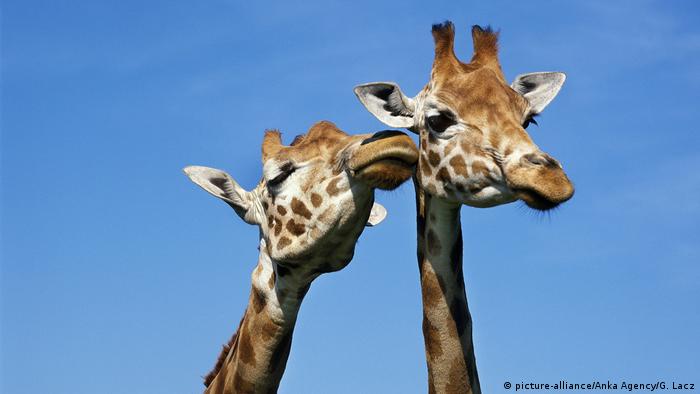Giraffes Move Closer To Endangered Species Protection News Dw 23 08 19