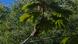 Sloth hanging from a tree Sloth hanging from a tree